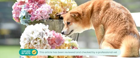 Hydrangea and deals dogs